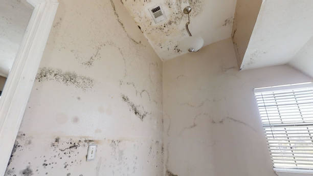 Professional Mold Removal in Lovelock, NV