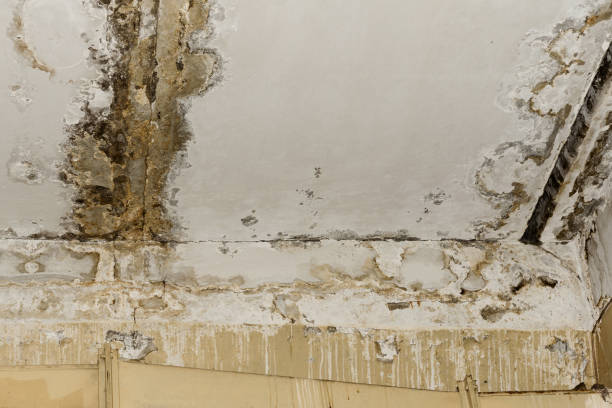 Best Real Estate Mold Inspection  in Lovelock, NV