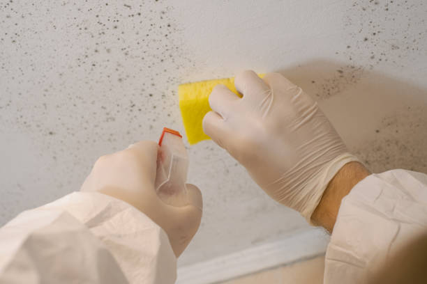 Best Airborne Mold Testing  in Lovelock, NV