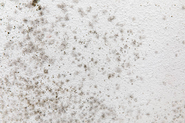Best Dehumidification Services  in Lovelock, NV