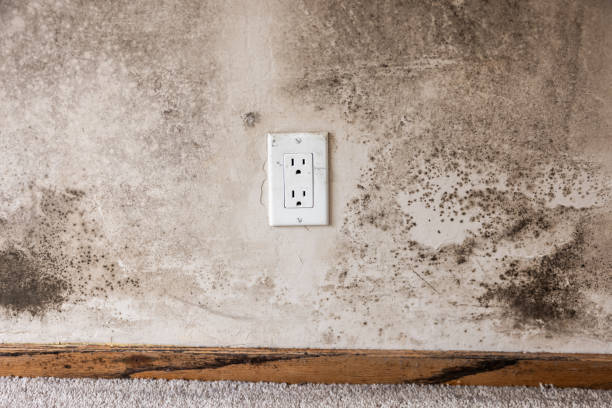 Best Biohazard Mold Removal  in Lovelock, NV