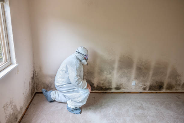 Best Post-Construction Mold Inspection  in Lovelock, NV