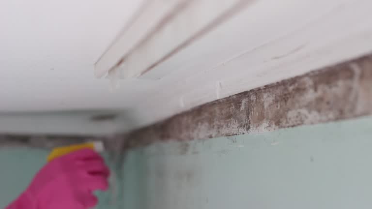 Best Mold Removal for HVAC Installations  in Lovelock, NV
